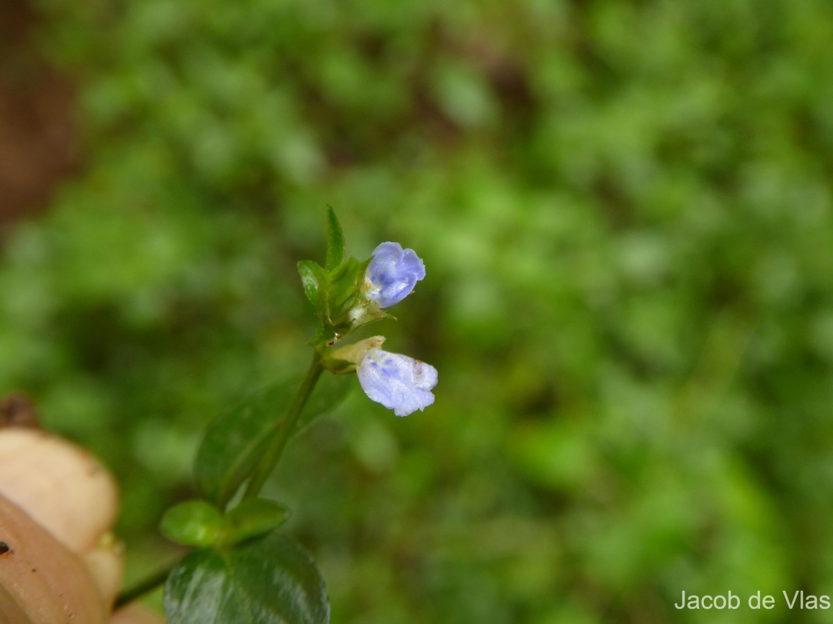 Rungia pectinata (L.) Nees